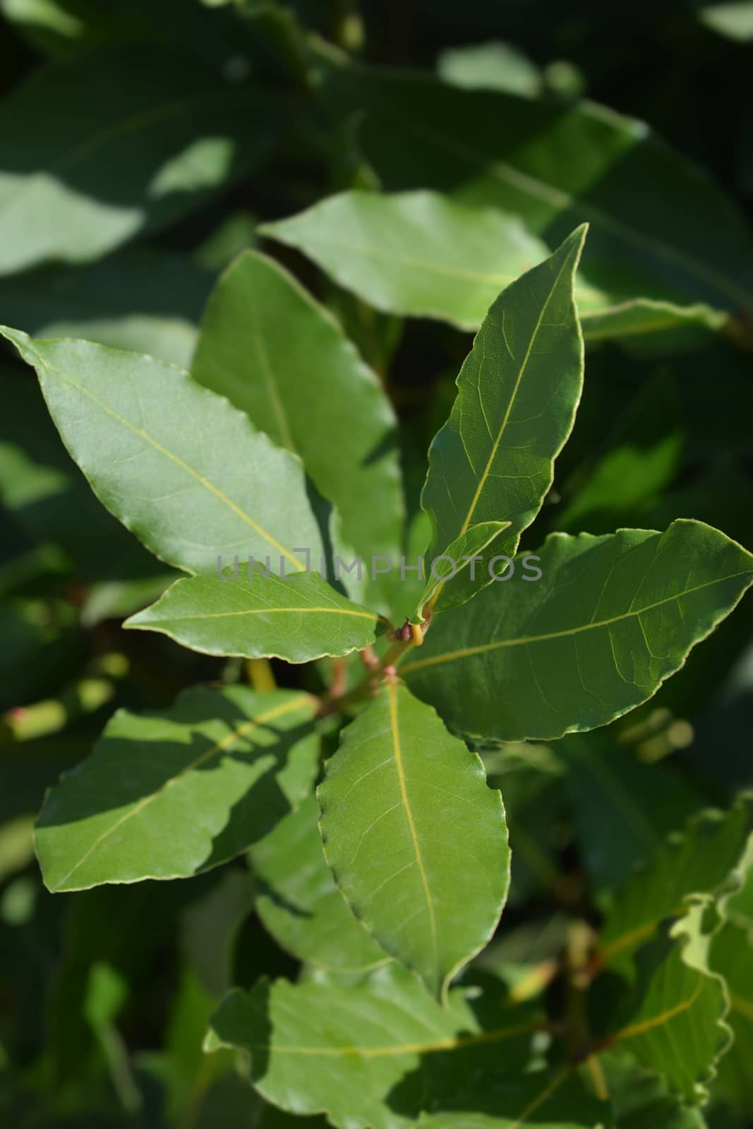 Laurel leaves - Latin name - Laurus nobilis