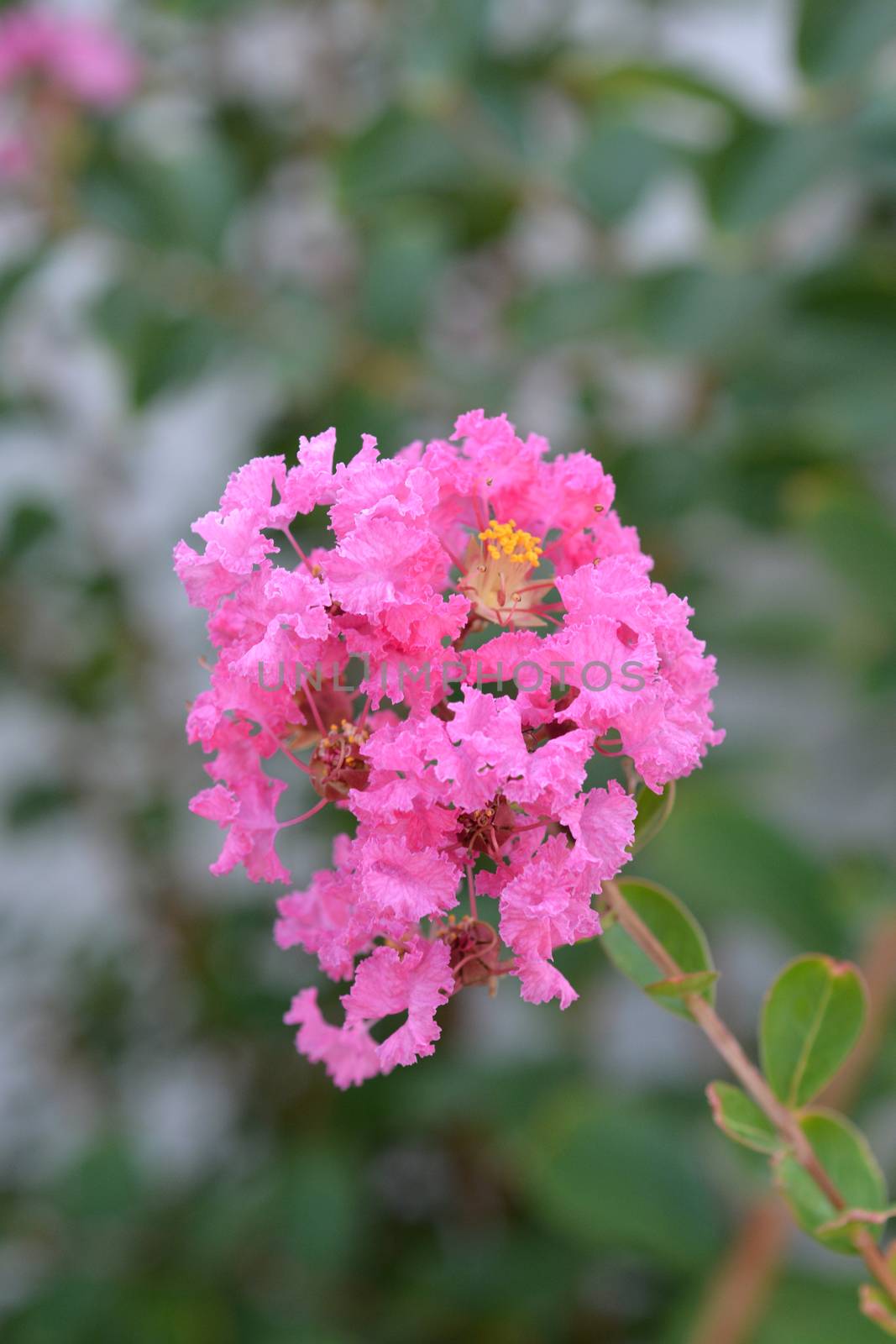 Pink Crepe myrtle - Latin name - Lagerstroemia indica