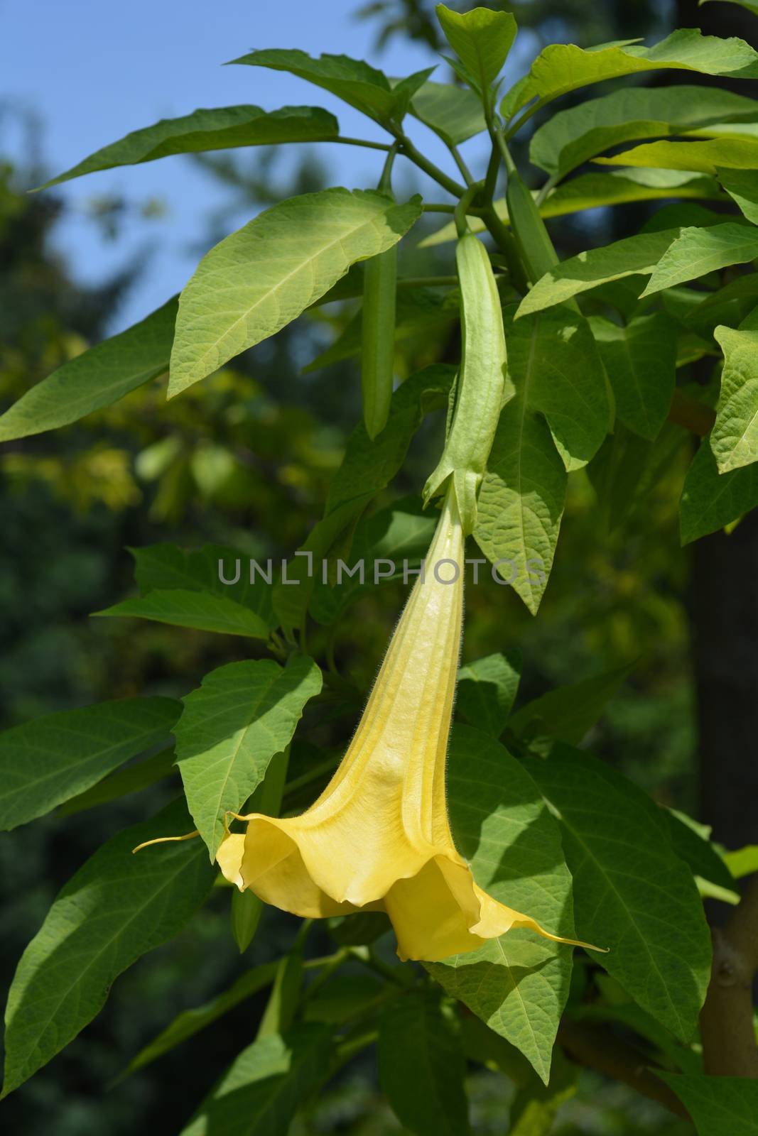 Angels trumpet - Latin name - Brugmansia suaveolens