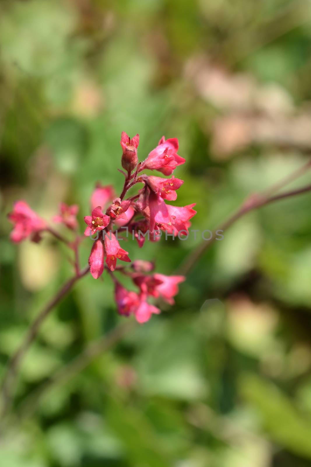 Ruby Bells - Latin name - Heuchera sanguinea Ruby Bells