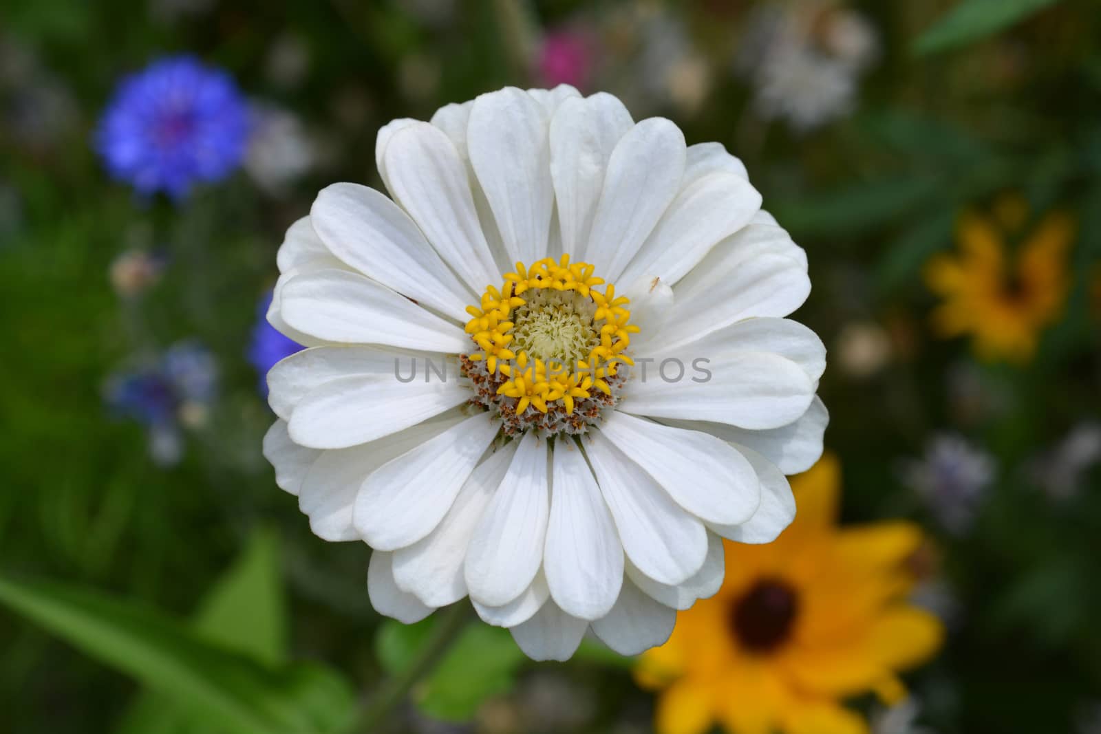 White common zinnia - Latin name - Zinnia elegans