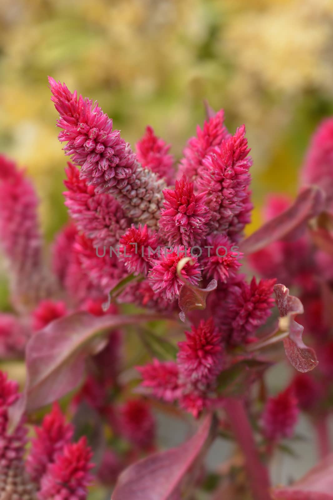 Cockscomb red flower - Latin name - Celosia argentea