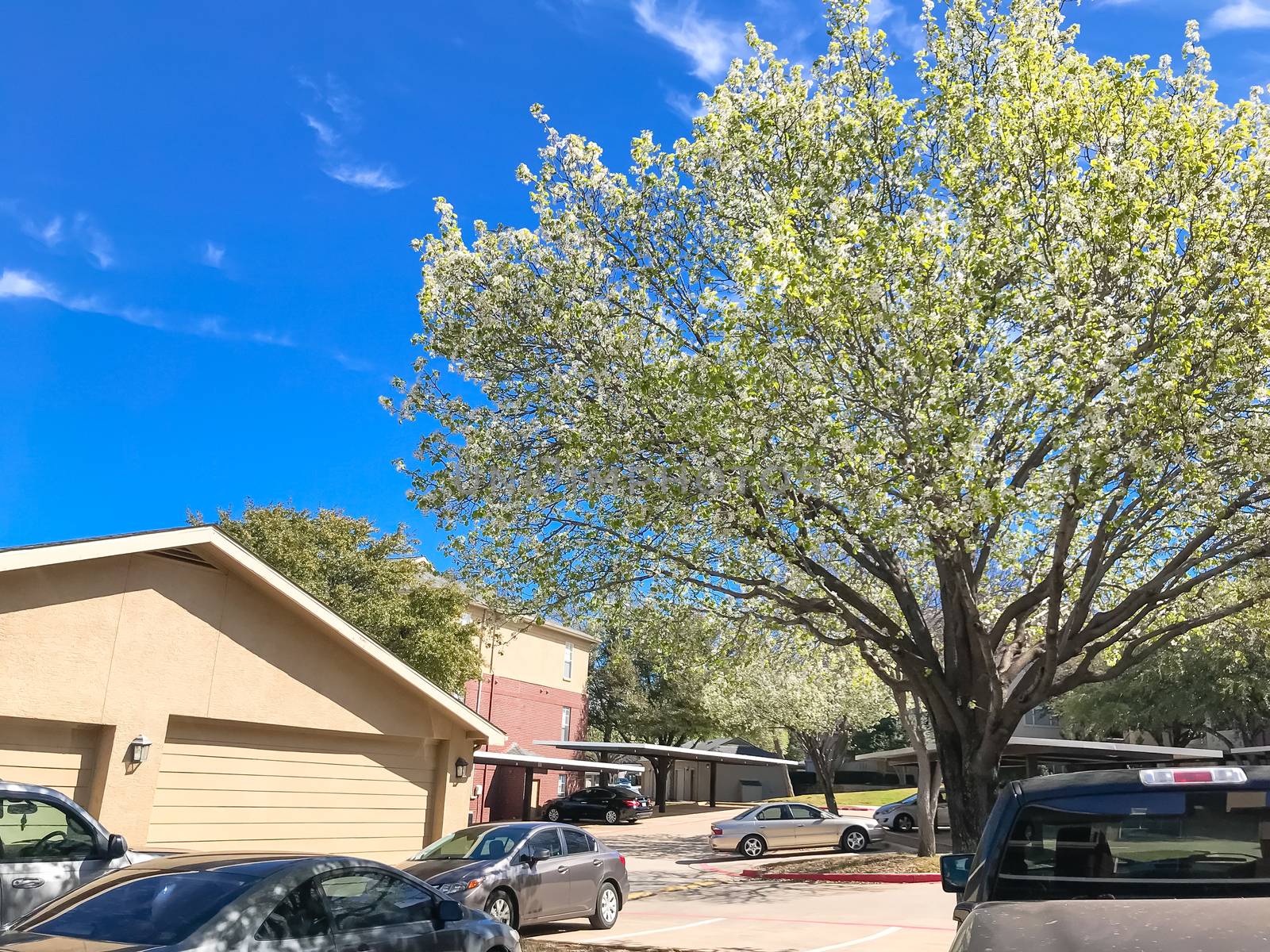 Springtime in North Texas, USA with blooming Bradford Pear tree in apartment building complex. Sunny day with white clouds and blue sky, covered parking space in rental real estate