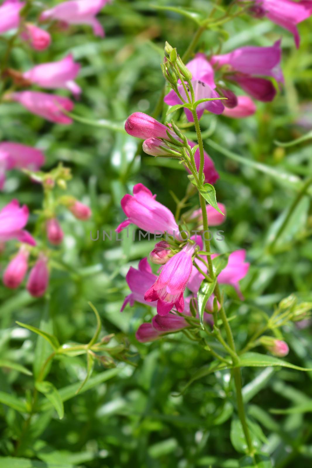 Red Rocks Beard Tongue - Latin name - Penstemon x mexicali Red Rocks