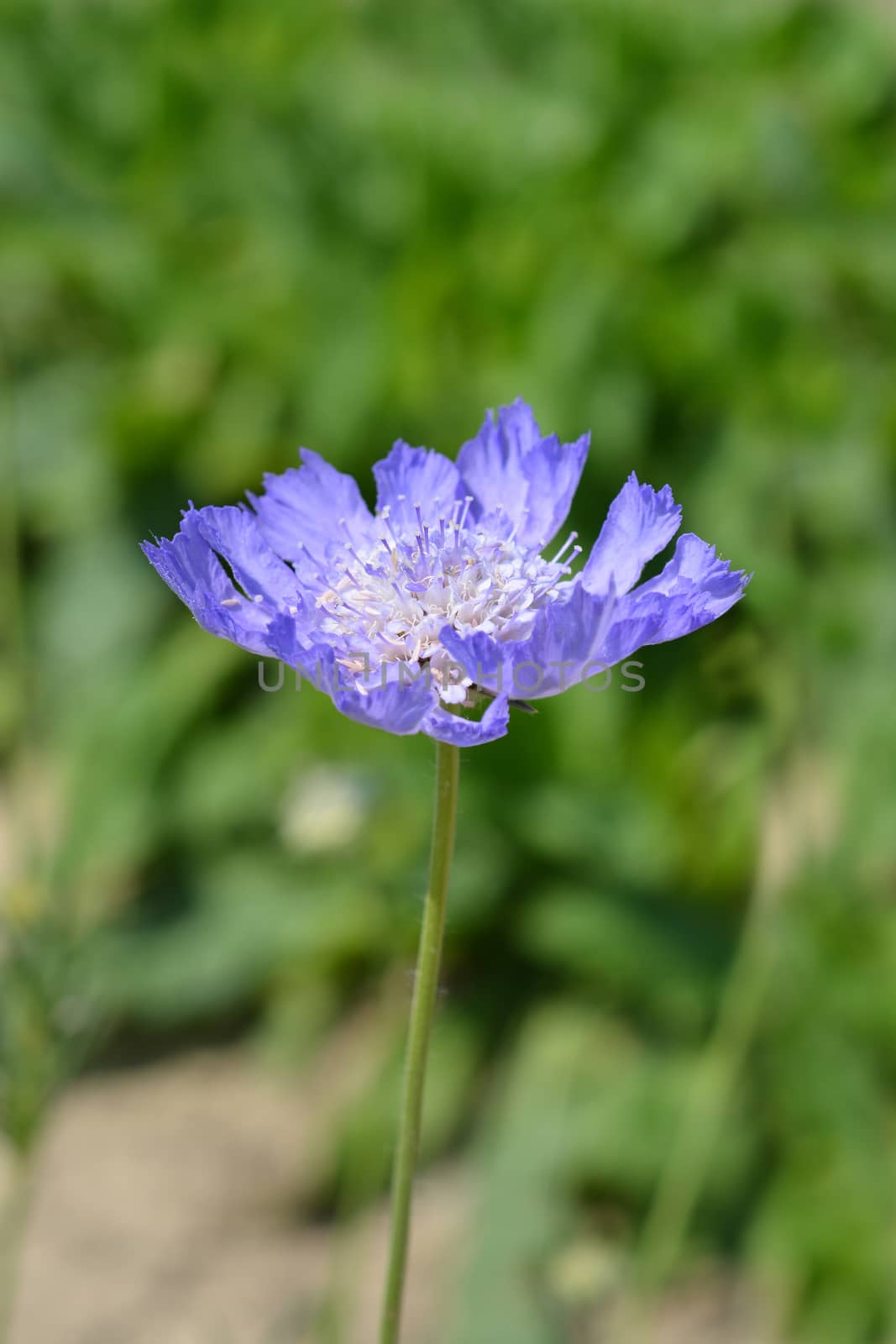 Caucasian pincushion flower - Latin name - Scabiosa caucasica