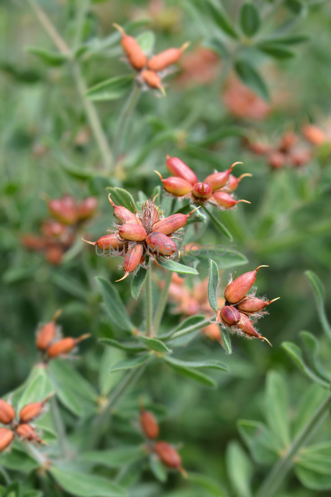 Hairy canary clover - Latin name - Dorycnium hirsutum