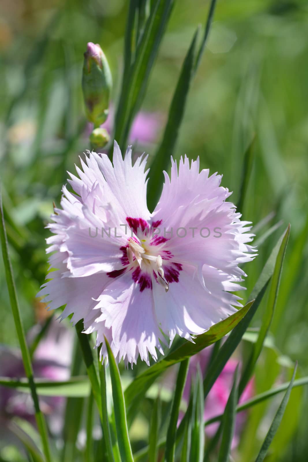 Clove pink Sweetness - Latin name - Dianthus plumaris Sweetness