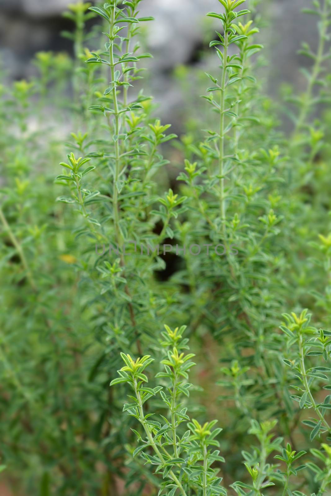 Mountain savory - Latin name - Satureja montana