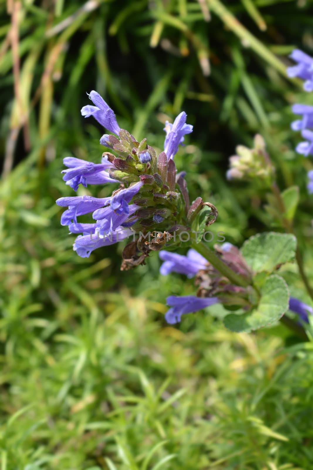 Altai Blue Dragonhead - Latin name - Dracocephalum grandiflorum Altai Blue