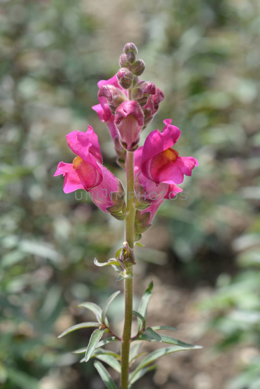 Snapdragon Flame dark pink flowers - Latin name - Antirrhinum majus Flame