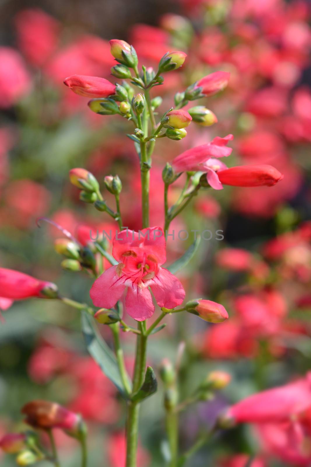 Red Riding Hood Beard Tounge - Latin name - Penstemon barbatus Red Riding Hood