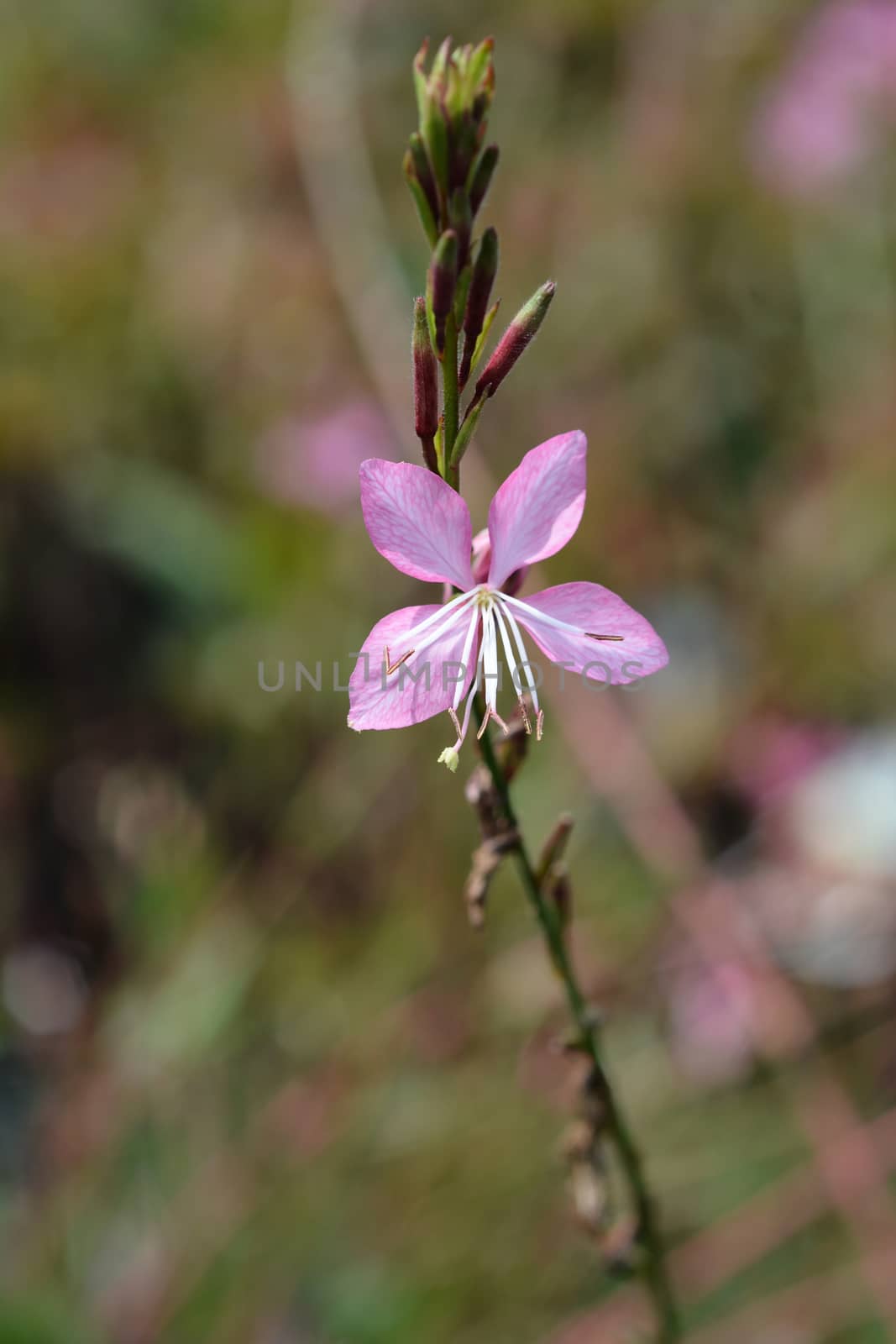 Pink Gaura by nahhan