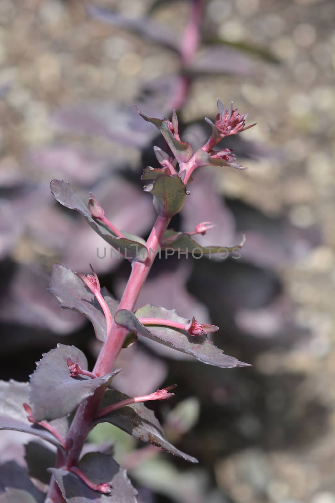 Orpine Purple Emperor - Latin name - Hylotelephium telephium Purple Emperor (Sedum telephium Purple Emperor)