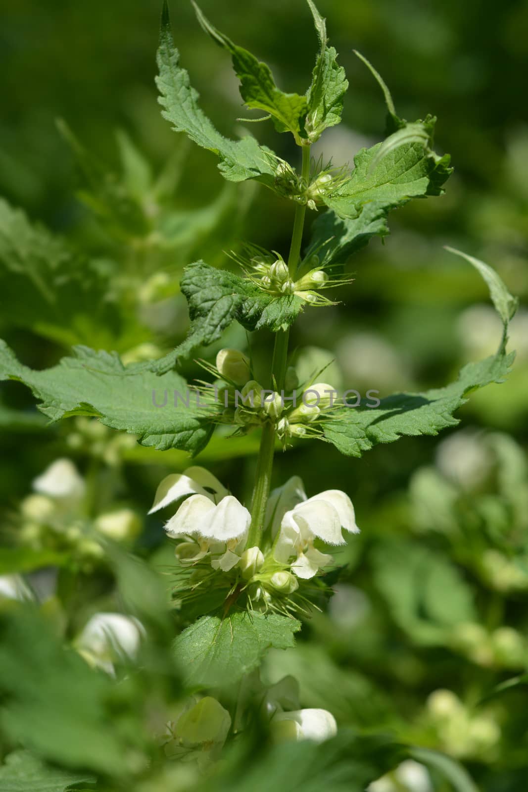 White archangel - Latin name - Lamium album