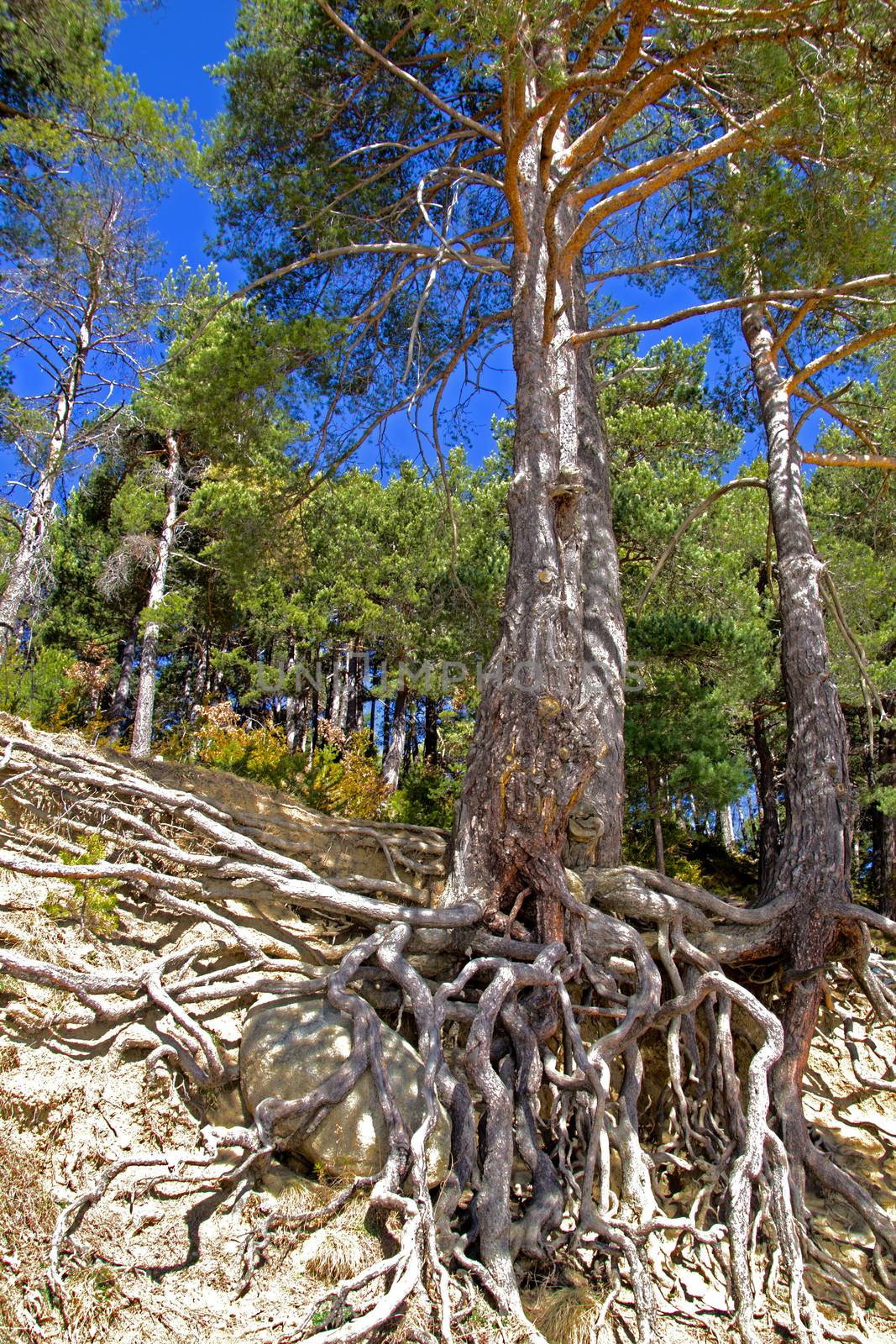 Pine trees with floating roots near Engolasters lake in Andorra