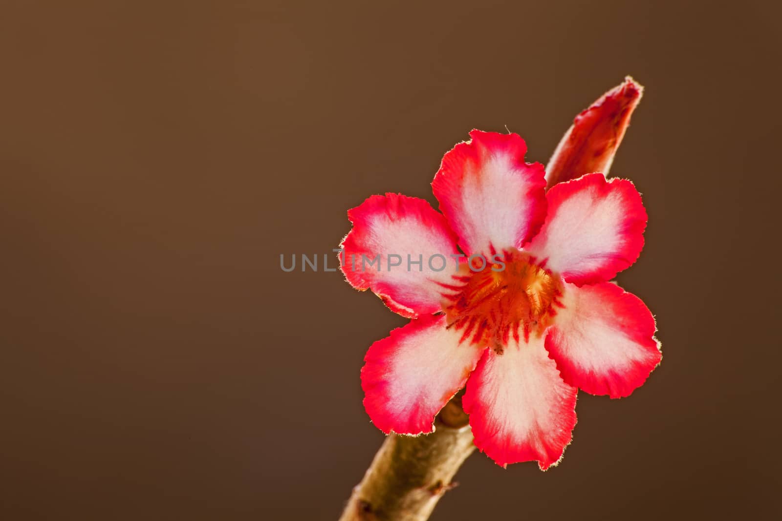 Impala Lily (Adenium multiflorum) 2 by kobus_peche