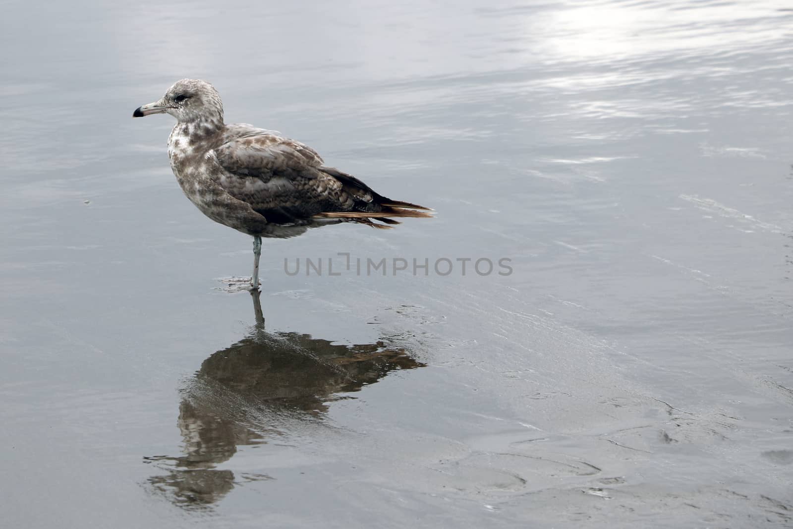 A beautiful gull stands on the coast of the sea or the ocean