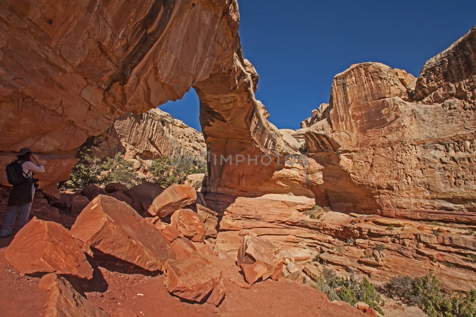 A young female hiker photographing Hickman's Natural Bridge in Capitol Reef National Park. Utah. USA