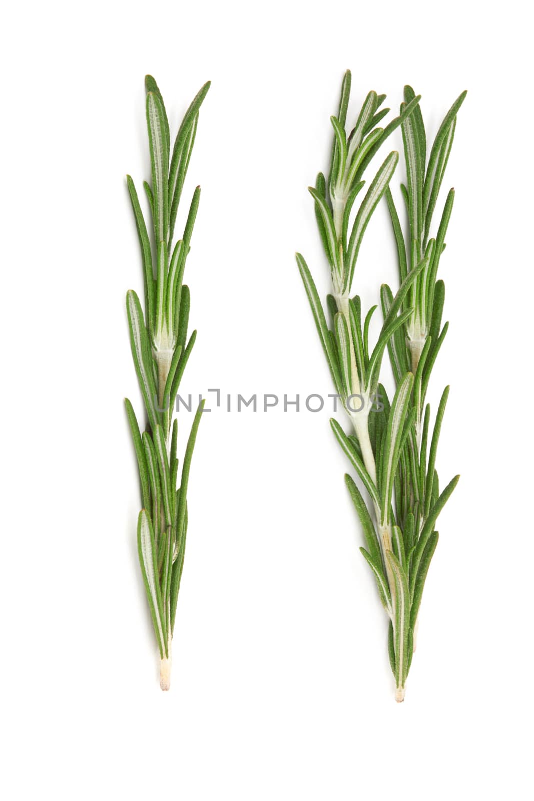 Fresh rosemary on white by pioneer111