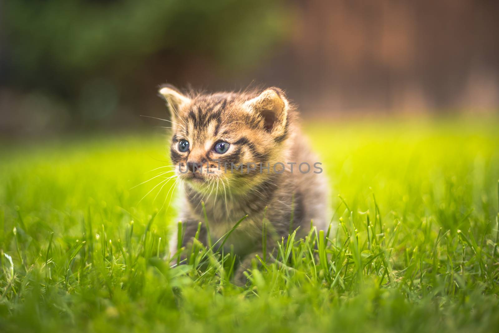 Cute Kitten in the garden in the grass by petrsvoboda91