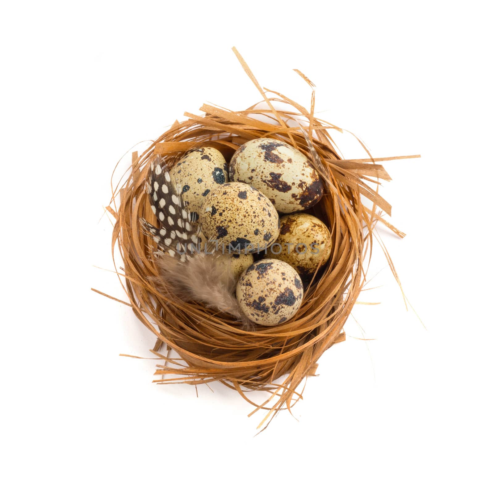Happy Easter holiday greeting symbol natural wooden grass nest with quail eggs and feather studio isolated on white background