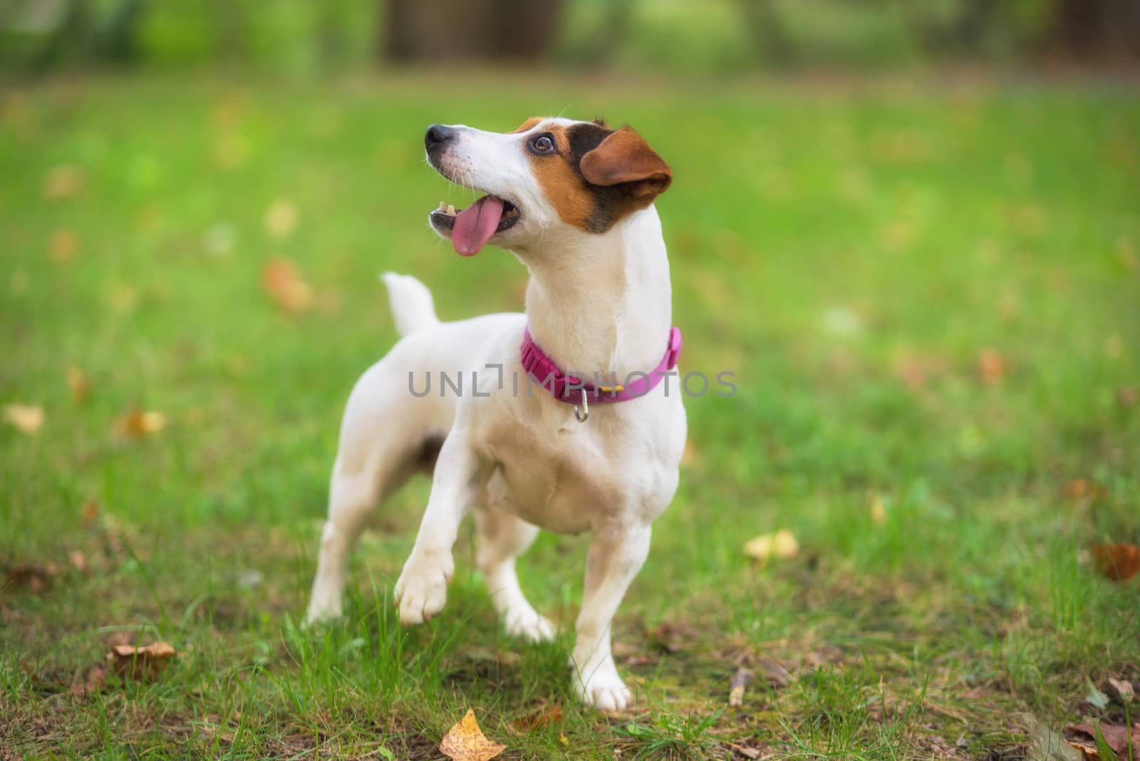 Jack Russell terrier dog in the park on grass meadow