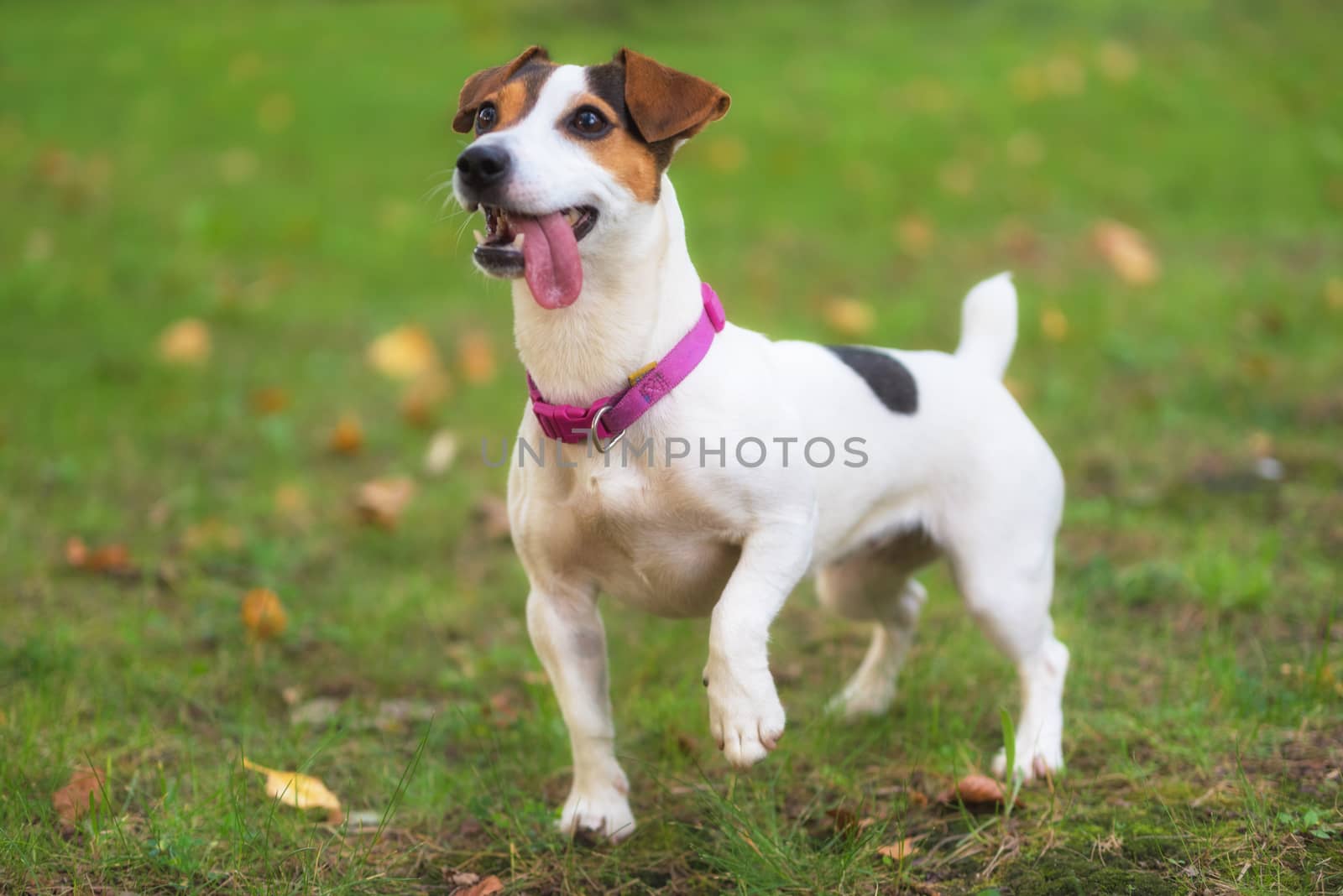 Jack Russell terrier dog in the park on grass meadow