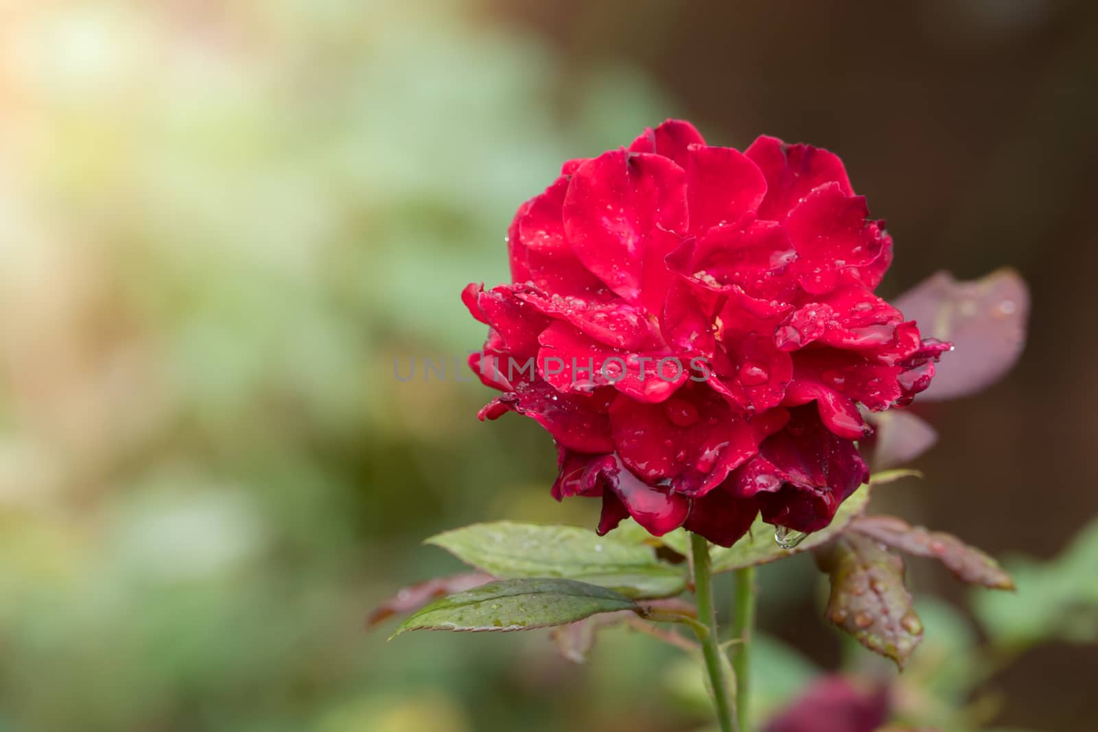 Roses in the garden  by teerawit