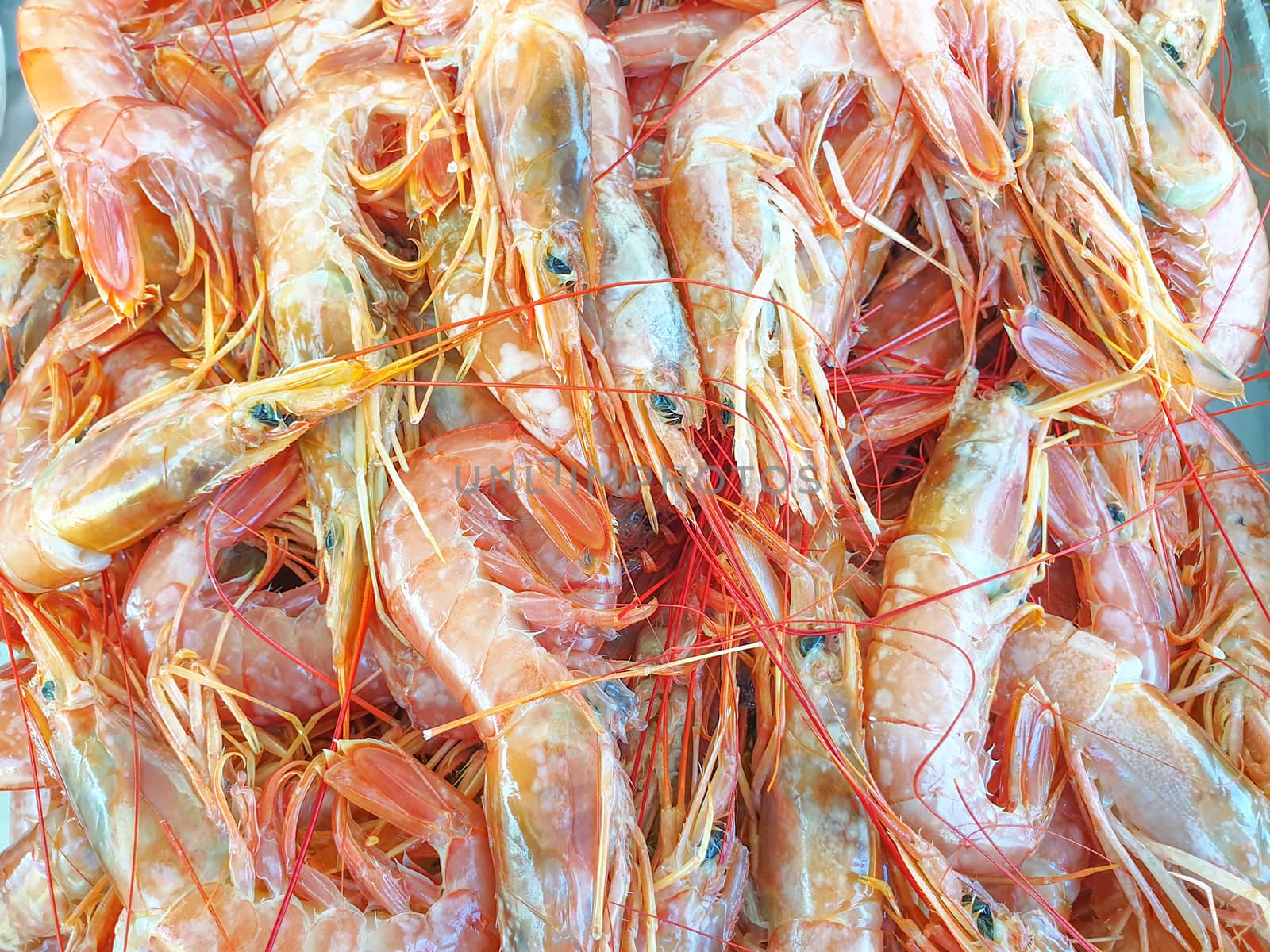 Red argentine shrimps on ice for sale, Fish local market stall with fresh and defrost seafood