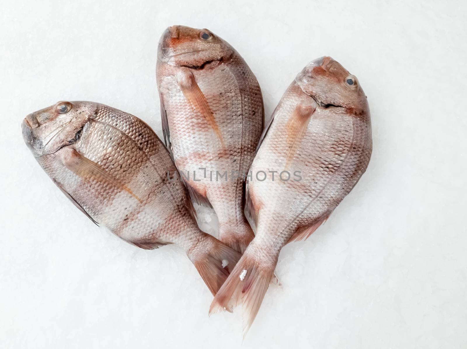 Three snapper sea fish view from top by Robertobinetti70