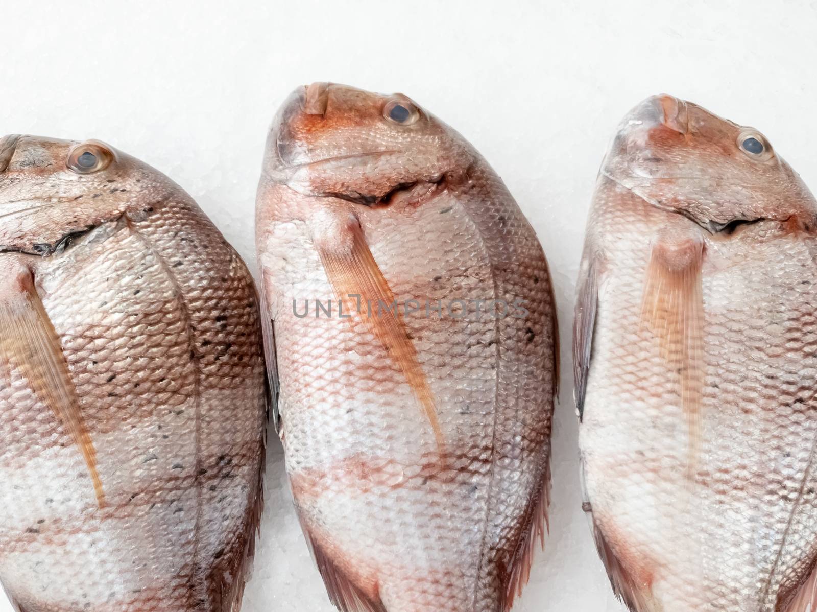 Three snapper sea fish resting on the ice, view from top,close up.