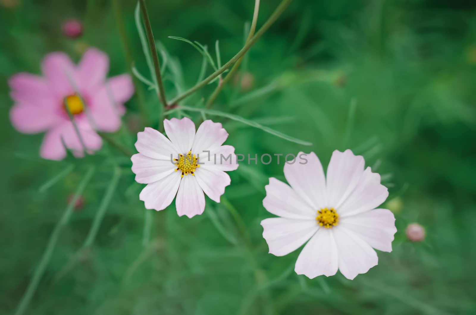 white and pink cosmos flower blooming in the green field, hipster tone