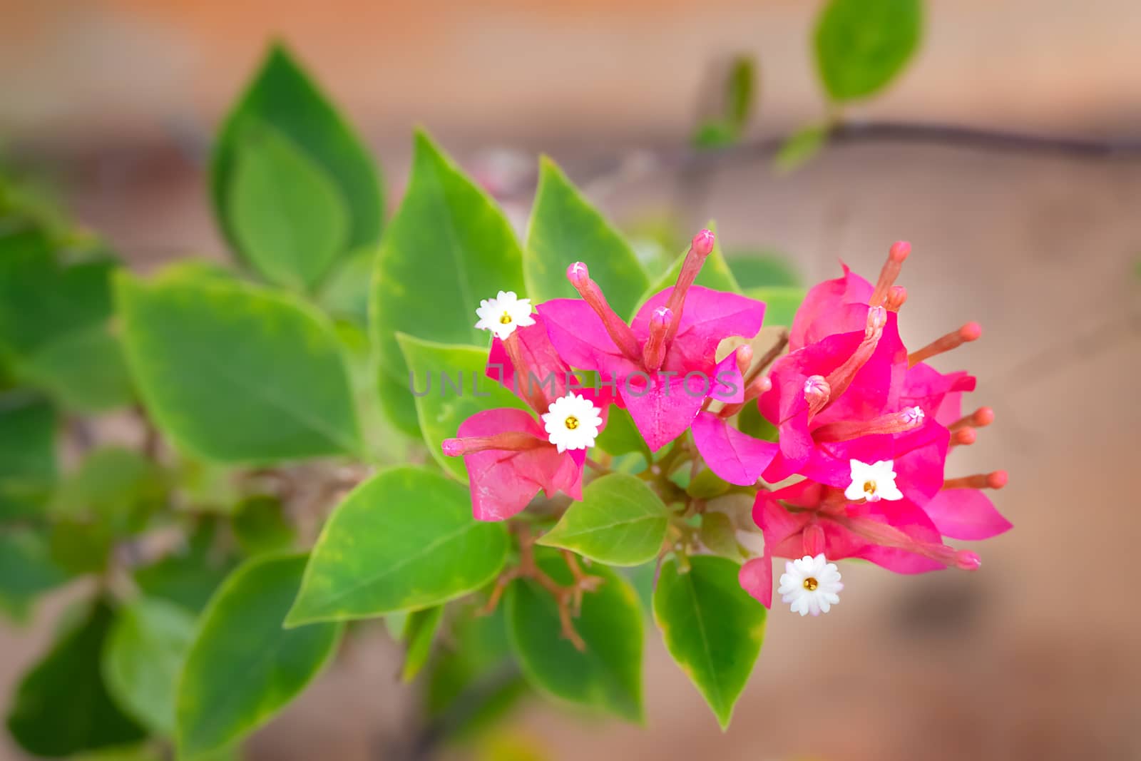 Close up of Pink bougainvillea flower with green leaf in garden , front focus blurred background