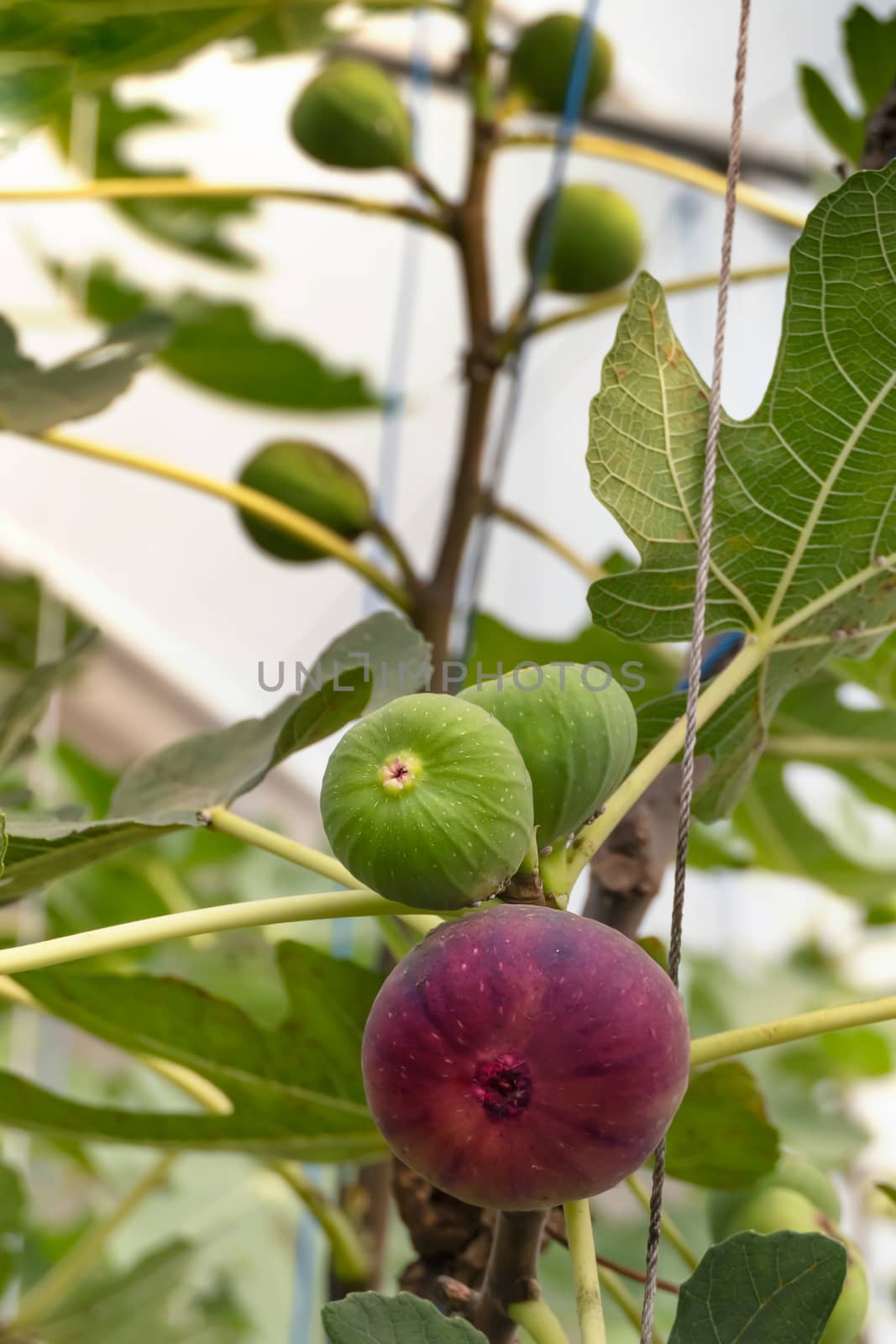 Fresh Figs fruit  hanging on the branch of tree