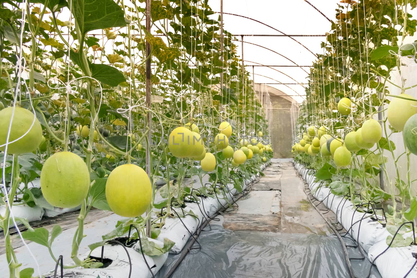 Yellow melon hanging on tree in field