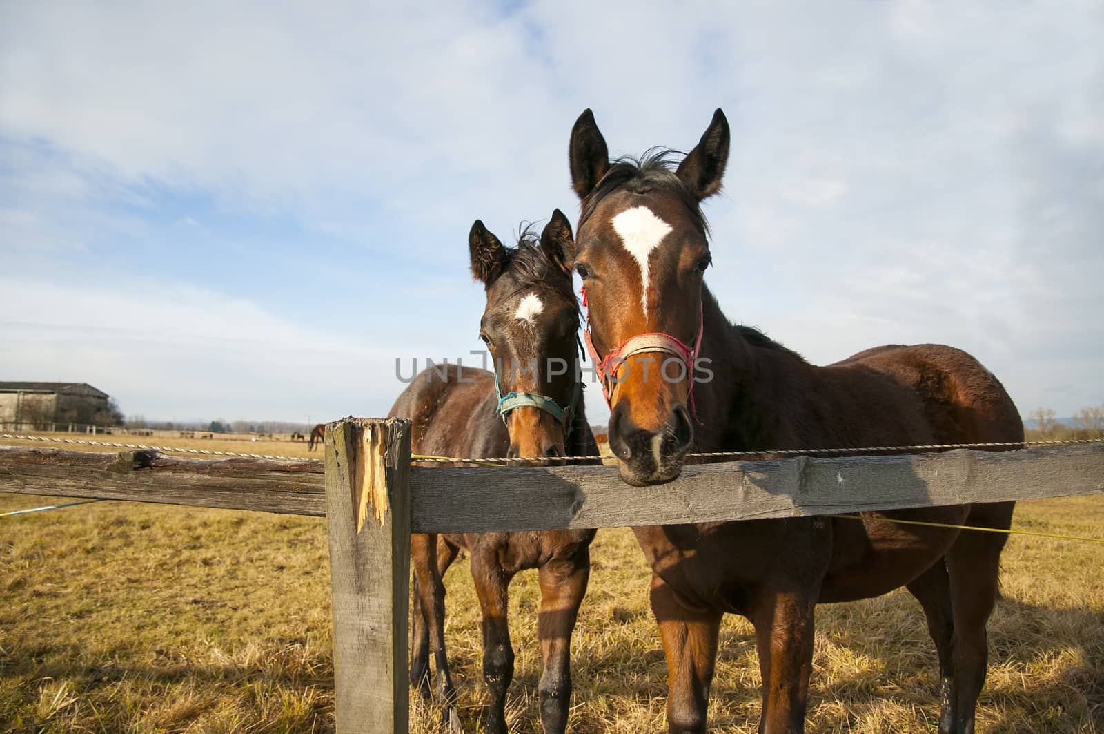 Two horses looking into a camera from behind a fence. Blue sky landscape.