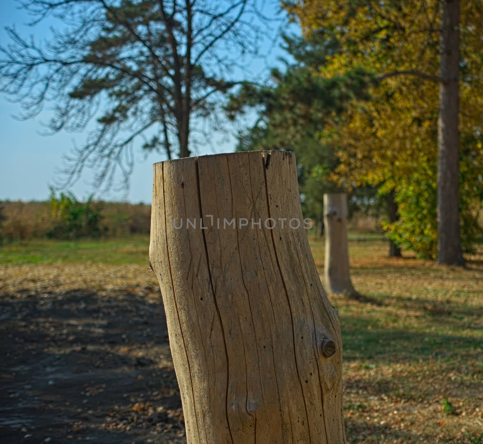 White cutoff tree trunk without bark, close up by sheriffkule