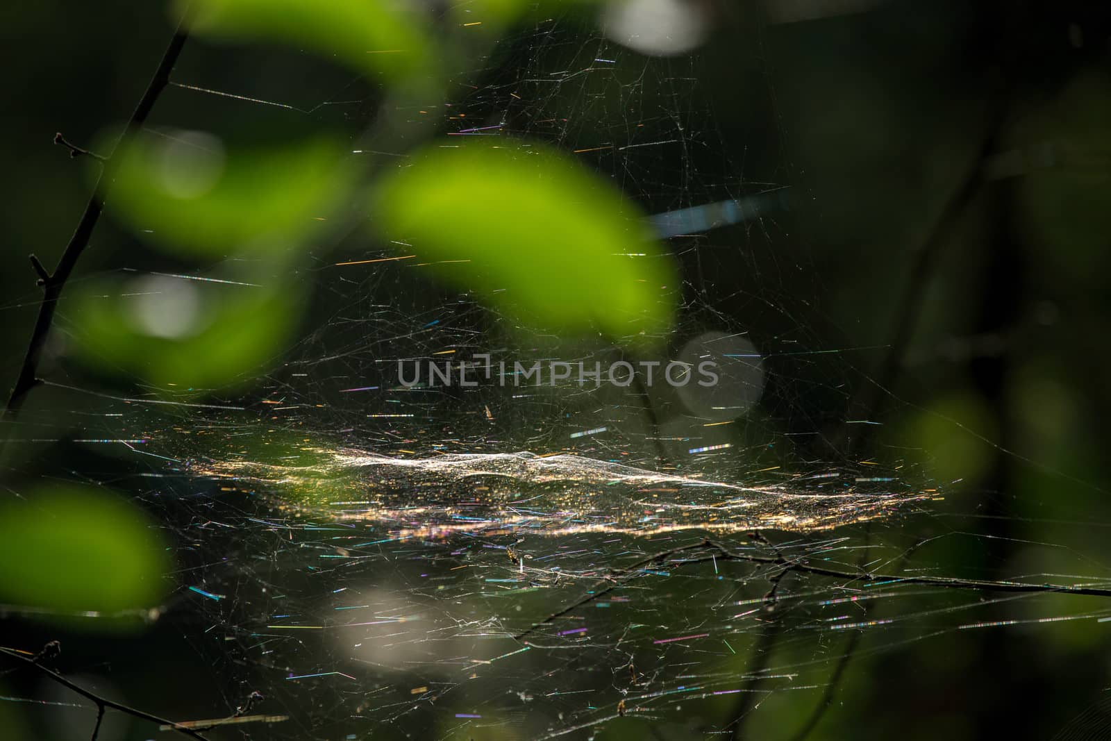 Shining water drops on spider web on green forest background in Latvia. Spider web is web made by spider. Spider net in nature. 