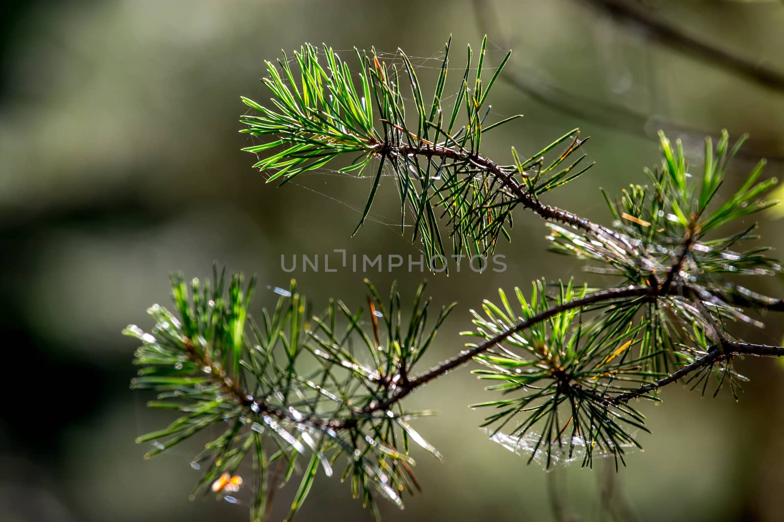 Spider web on the pine tree on green forest background.. Cobweb. Spider web is web made by spider. Spider net in nature. 