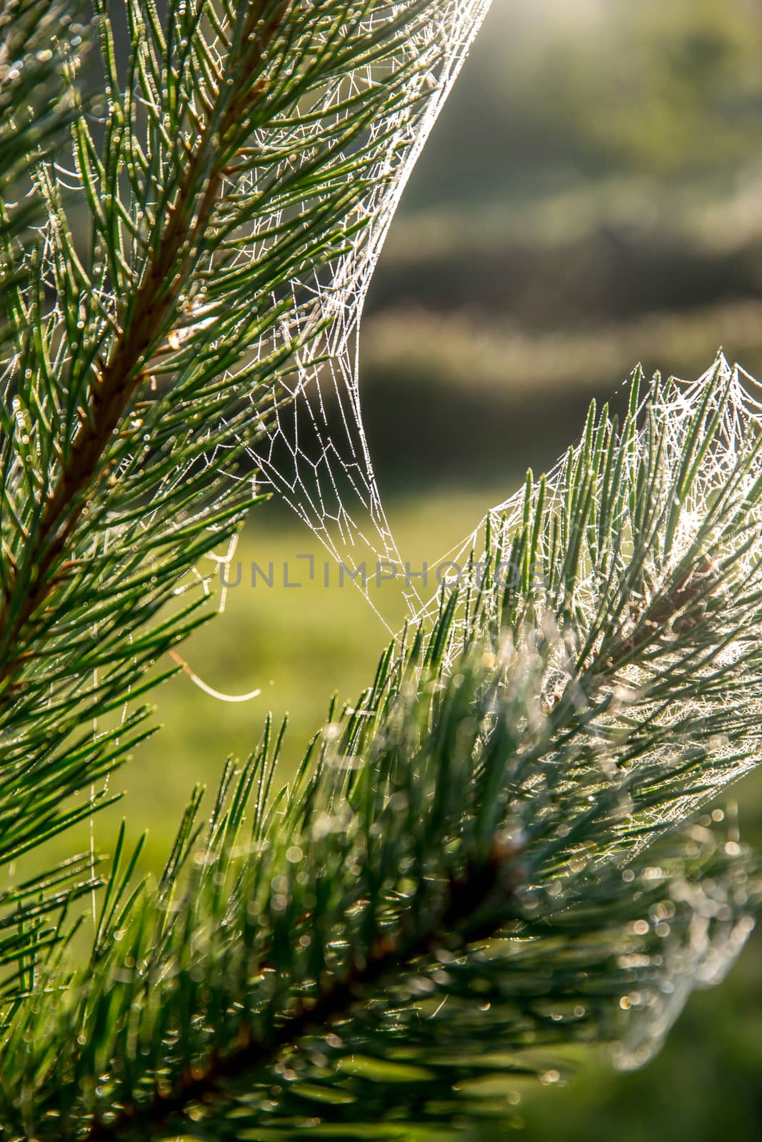 Spider web on the pine tree on green forest background.. Cobweb. Spider web is web made by spider. Spider net in nature.