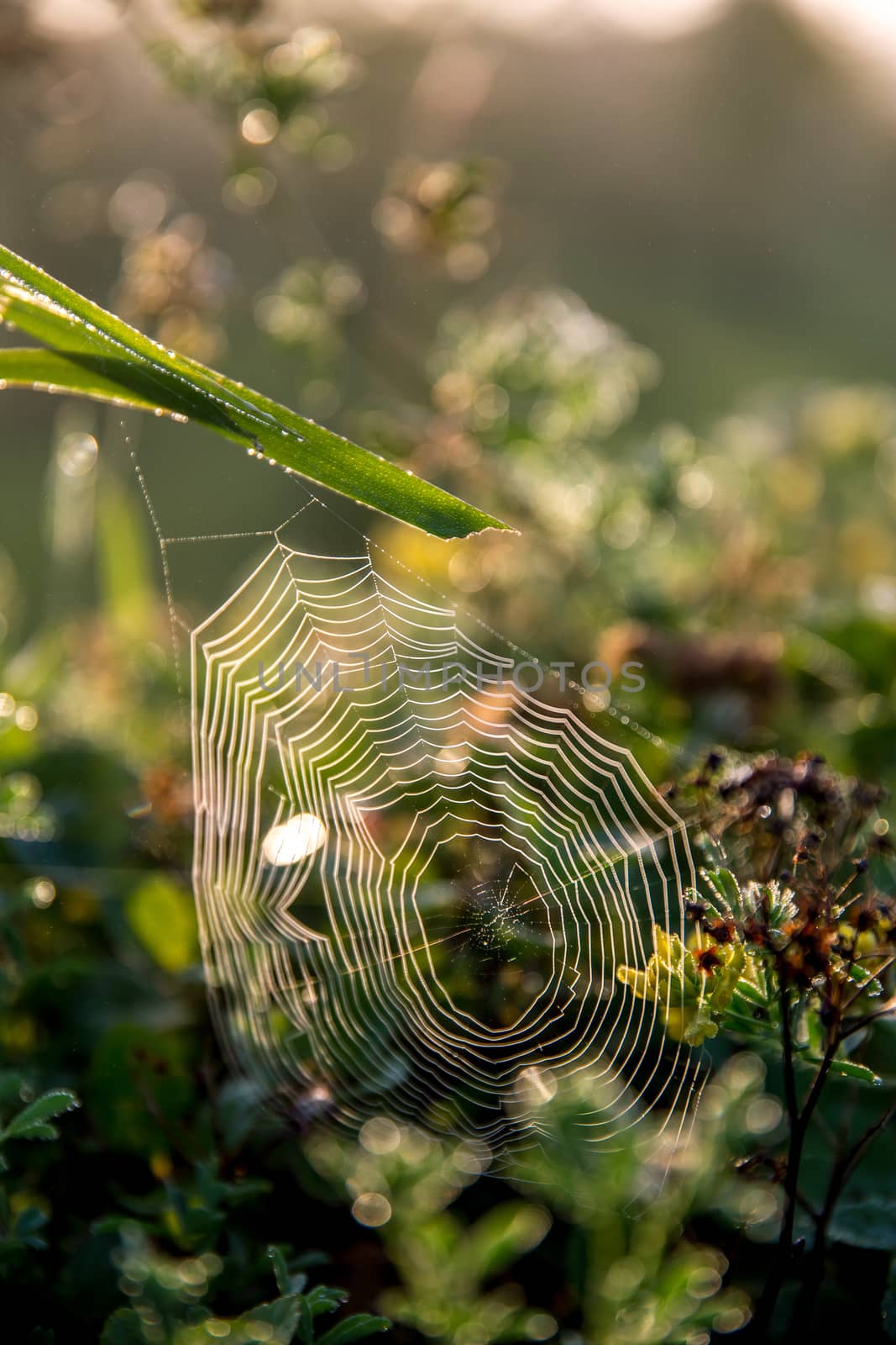 Shining water drops on spider web on green forest background in Latvia. Spider web is web made by spider. Spider net in nature. 