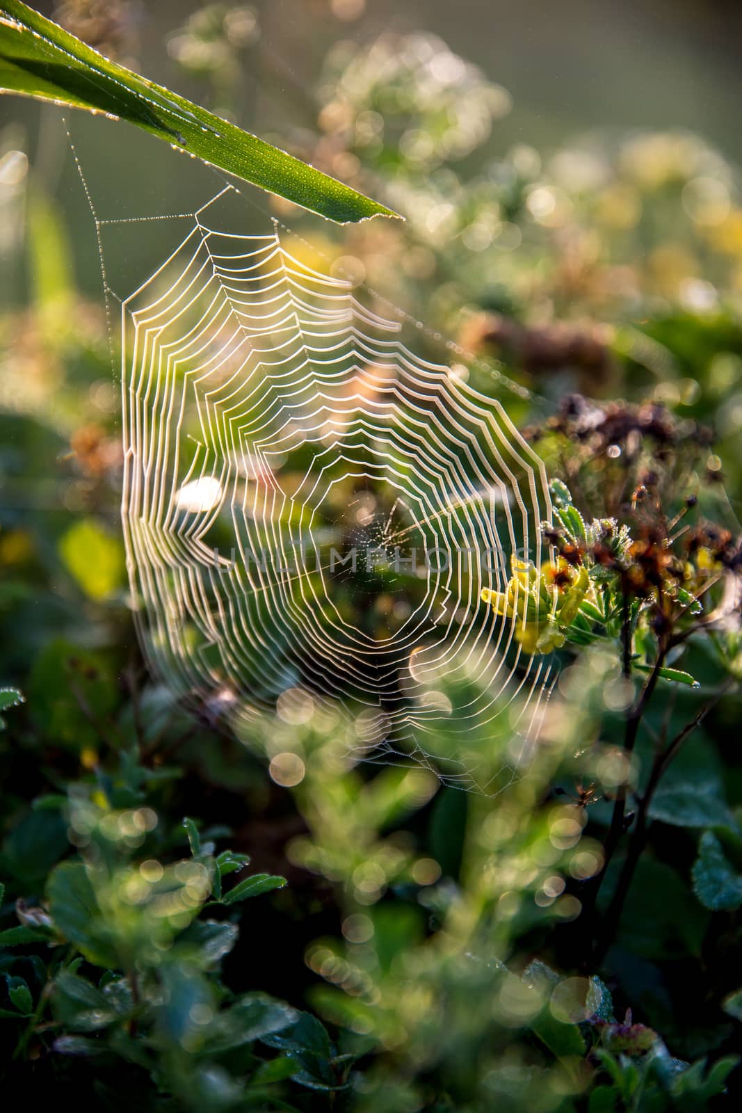 Shining water drops on spider web on green forest background in Latvia. Spider web is web made by spider. Spider net in nature. 