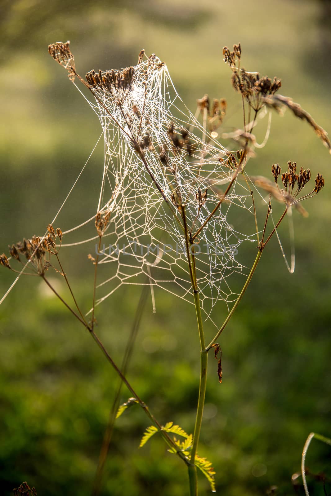 Shining water drops on spider web on green forest background in Latvia. Spider web is web made by spider. Spider net in nature. 