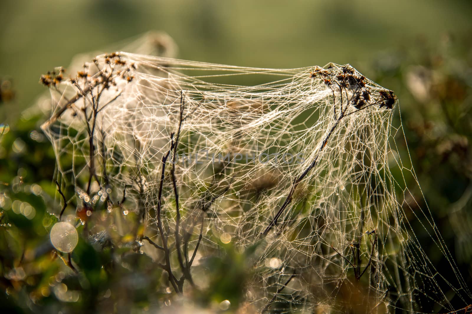 Shining water drops on spider web on green forest background in Latvia. Spider web is web made by spider. Spider net in nature. 