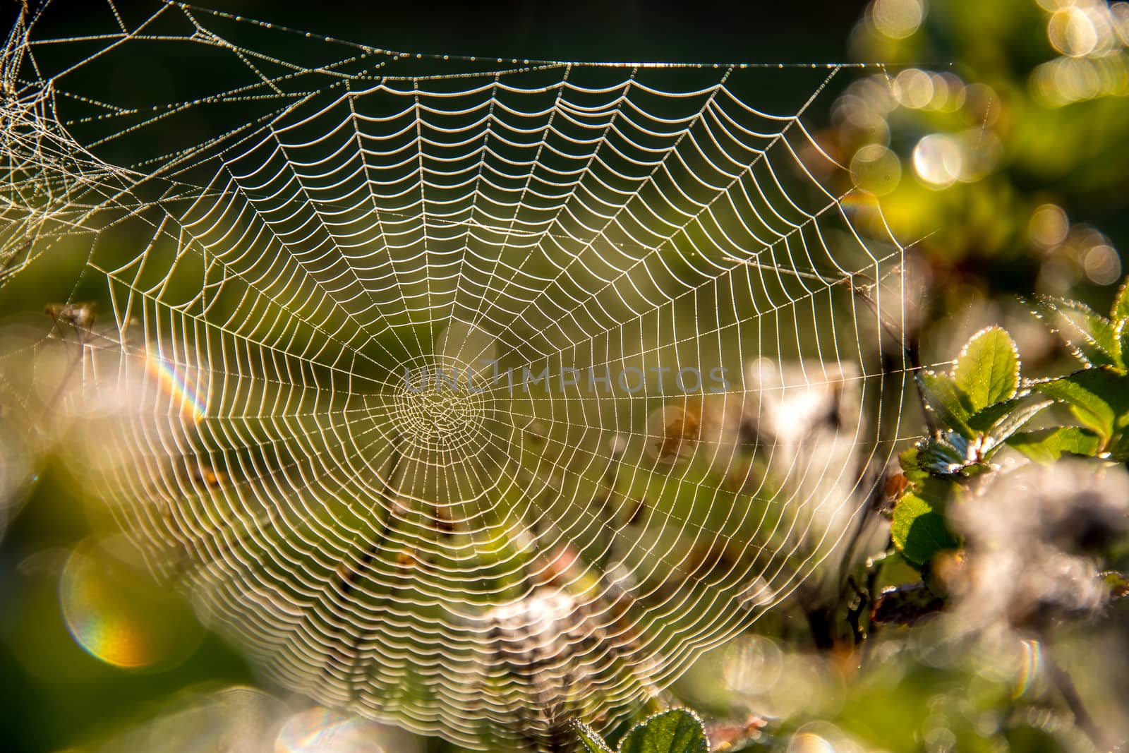 Shining water drops on spider web on green forest background in Latvia. Spider web is web made by spider. Spider net in nature. 