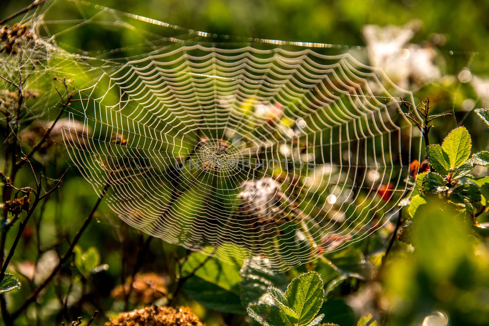 Shining water drops on spider web on green forest background in Latvia. Spider web is web made by spider. Spider net in nature. 