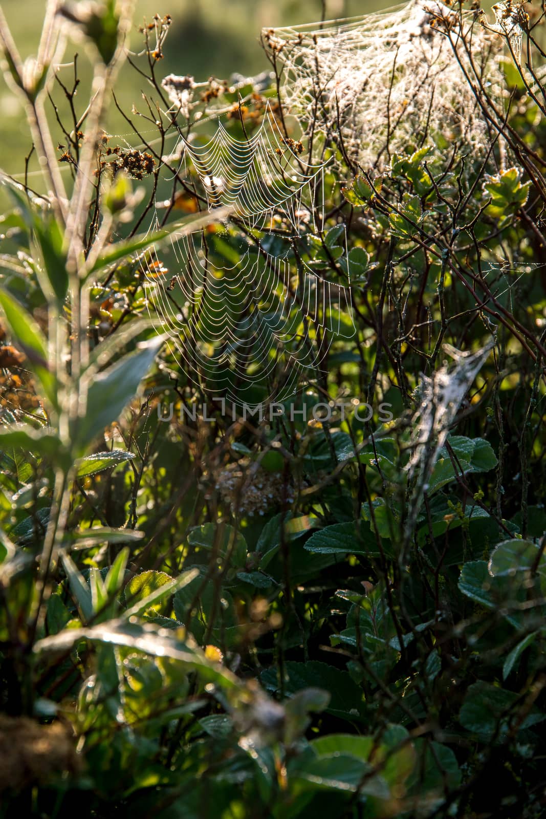 Shining water drops on spider web on green forest background in Latvia. Spider web is web made by spider. Spider net in nature. 