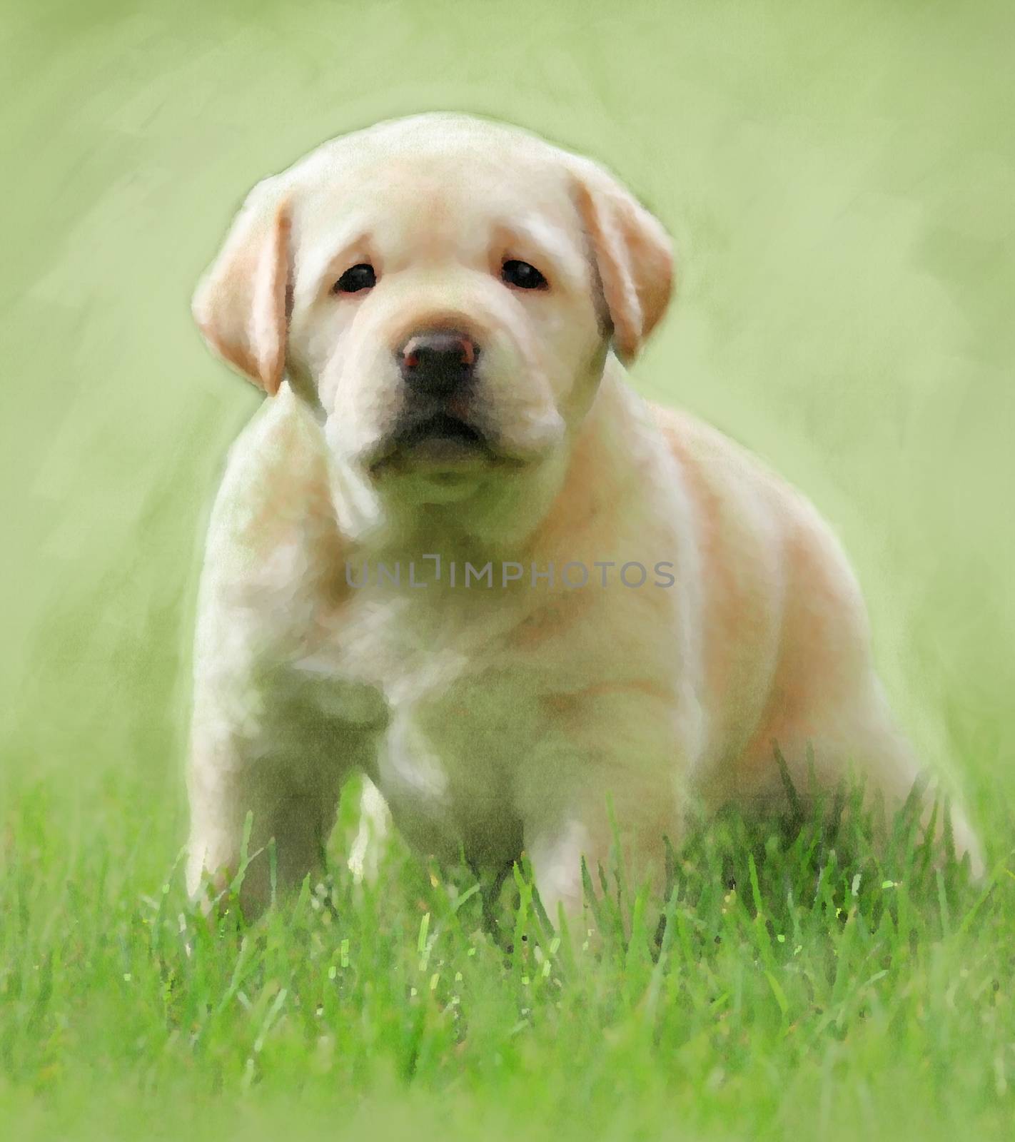 A sweet puppy yellow labrador oil portrait