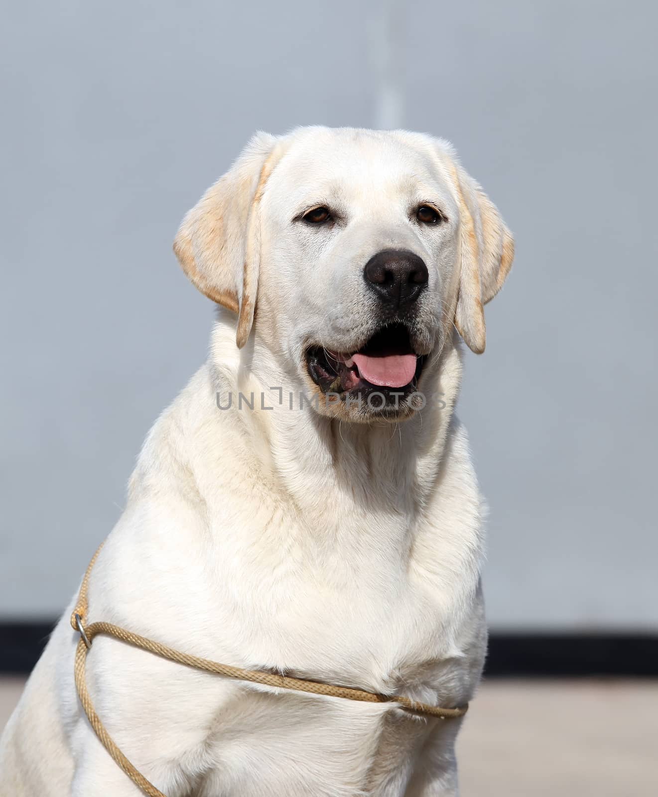 a yellow labrador sitting in the park
