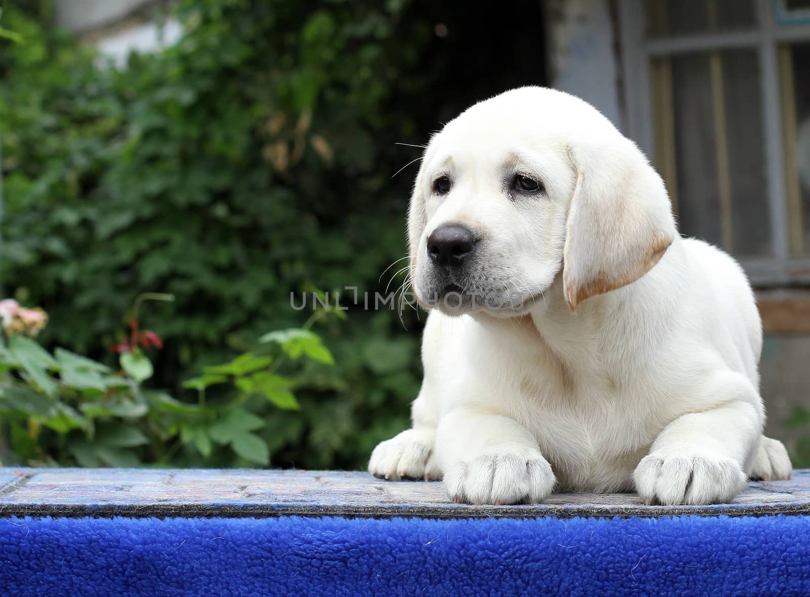 the little yellow labrador puppy sitting on blue background